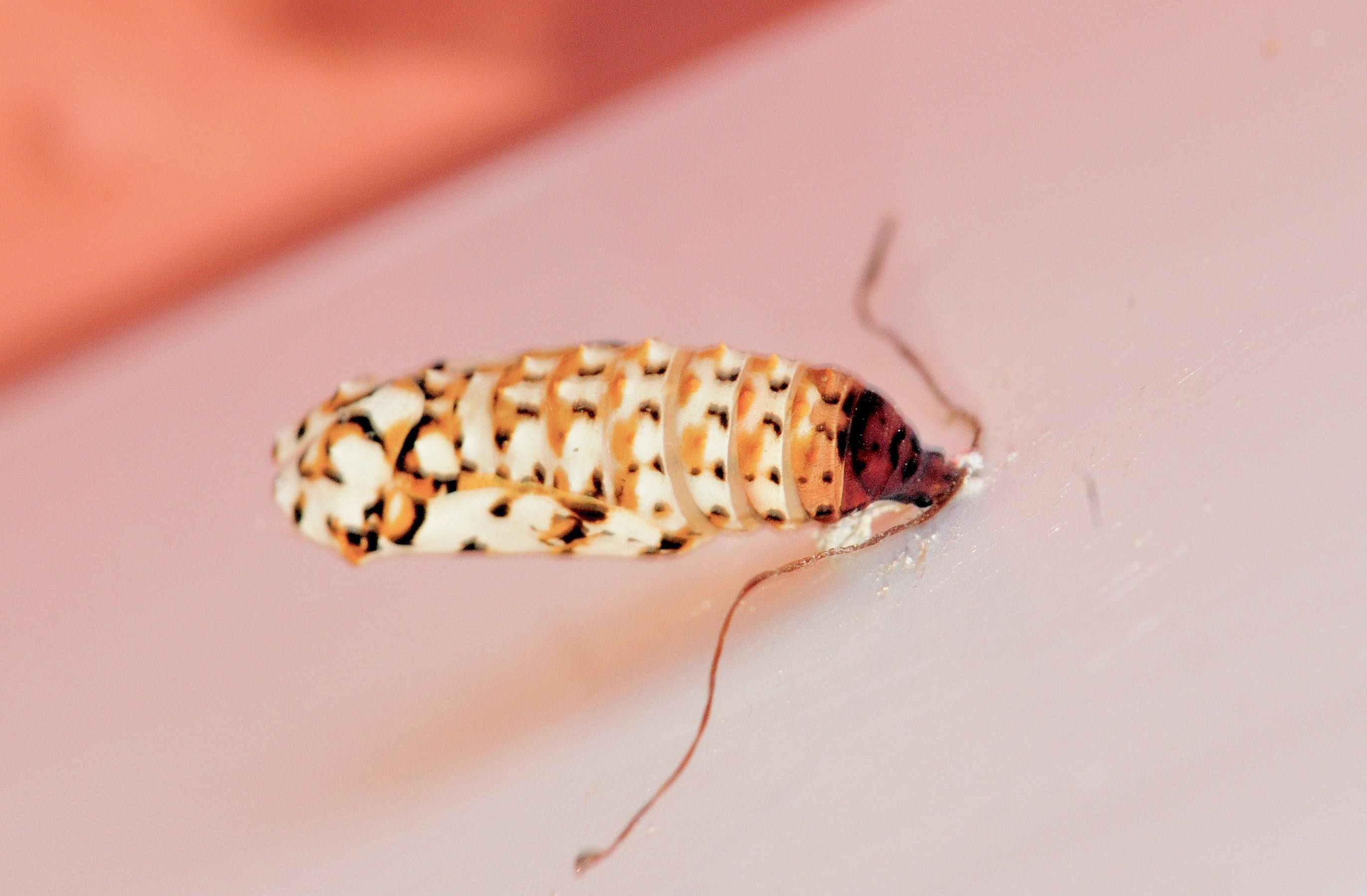 Crisalide di Nymphalidae?